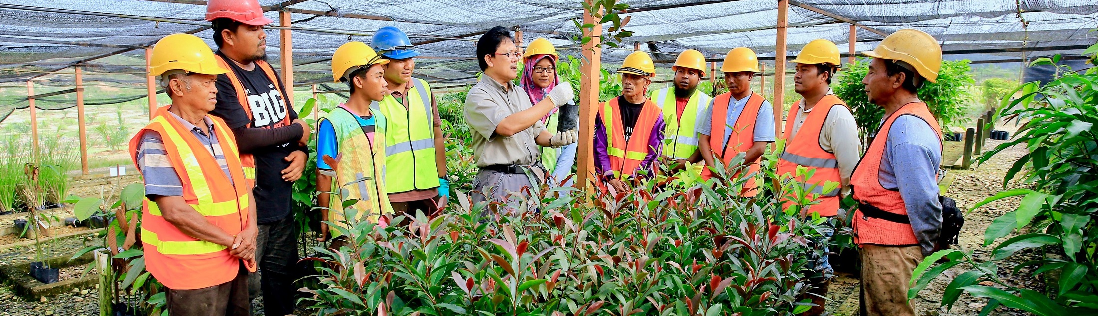 Forest Restoration